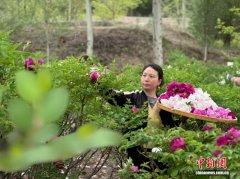 兰州新区：两千亩寒旱牡